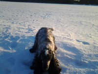 /album/ilpo/maalliskuu13-020-jpg/